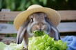 rabbit in a straw hat nibbling lettuce