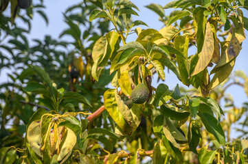 avocado on tree branches in Cyprus 2