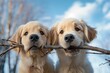 Due cuccioli di golden retriever di linea americana fissano divertiti la telecamera mentre afferrano un ramo tra la bocca con sfondo cielo