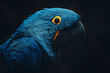 The Hyacinth Macaw (Anodorhynchus hyacinthinus) 