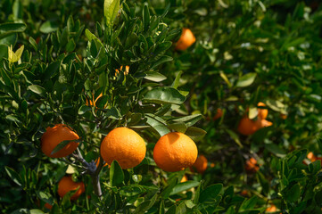 Wall Mural - juicy oranges on tree branches in Cyprus 10