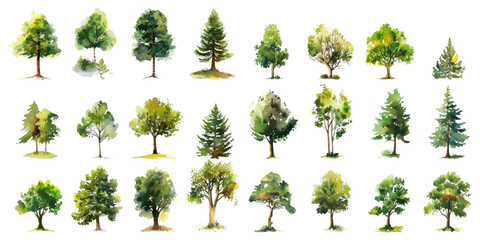 Wall Mural - Set of watercolor trees on a white background