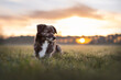 Hund bei Sonnenaufgang auf einer Wiese liegend