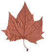 Dry leaf on transparent background.