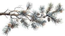 Pine Branch With Needles And Cones , Isolated On Transparent Background