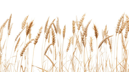 Naklejka na meble side view of a field of dry mature autumn spikelets of wheat, isolated on transparent background