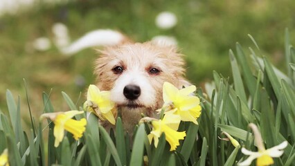 Wall Mural - Cute happy dog face looking through the daffodil easter flowers and wagging tail in spring