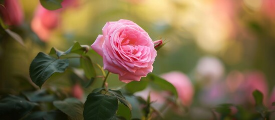 Wall Mural - Beautiful pink rose blooming in the vibrant garden surrounded by various flowers