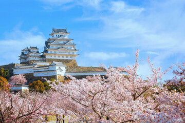 Poster - Scenic full bloom cherry blossom at Himeji castle in Hyogo, Japan