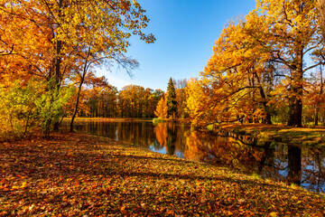 Wall Mural - Autumn foliage in Alexander park, Tsarskoe Selo (Pushkin), St. Petersburg, Russia