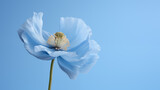 Fototapeta Kwiaty - Flower of Himalayan Blue Poppy on blue background