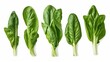 Iron-Rich Leafy Greens Illustrate iron-packed leaf AI generated
