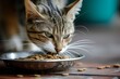 cat nibbling on a bowl of dry kibble