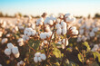 Cotton field during harvesting season