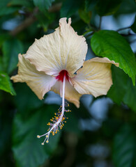 Wall Mural - Detail of a yellow Chinese Hibiscus flower. Blurred background.