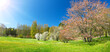Panoramic view of the colourful meadow with blossoming cherry trees.