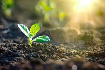 Canvas Print - Nurturing embrace of earth young sapling symbolizes miraculous journey of growth and life in heart of nature small but resilient plant set against backdrop of fertile soil is vibrant and gardening