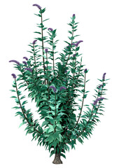 Sticker - 3D Rendering Buddleja Plant on White