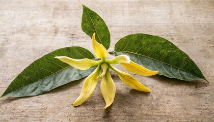 Sticker - ylangylang isolated on transparent background old botanical illustration