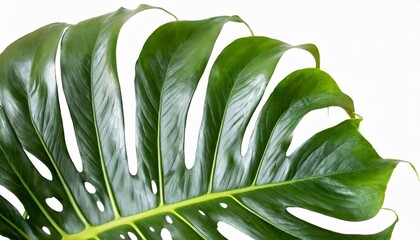 Sticker - monstera jinny plant isolated