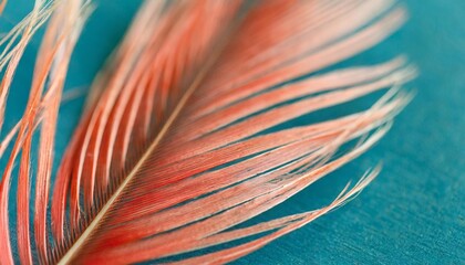 Poster - abstract background macro feather coral color on a blue background selective focus