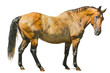 Golden Majesty: The Majestic Buckskin Horse Stands Proudly, Radiating Strength, Elegance, and the Beauty of Nature's Palette on Transparent Background