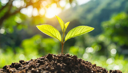 Wall Mural - small tree growing with sunshine in garden. eco concept,