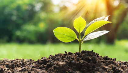 Wall Mural - small tree growing with sunshine in garden. eco concept,