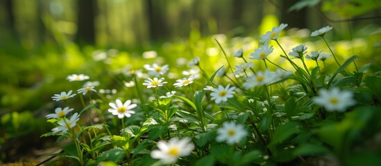 Wall Mural - Serene white flowers blooming in the scenic forest environment with natural beauty