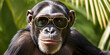 A male chimpanzee in sunglasses against a background of tropical plants.
