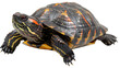 © Alghas - tortoise isolated on white background, no background