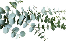 Fragrant Eucalyptus Leaves On White Background