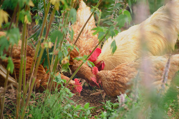 The poultry bird happily grazes on the grass, fully alive in its natural surroundings on the farm