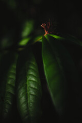 Wall Mural - fine art lighting of leaves backlit