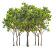 © Piyapa - plant and small tree group PNG transparent background