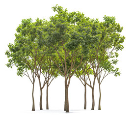 Wall Mural - plant and small tree group PNG transparent background 