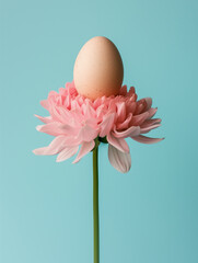 Wall Mural - Easter egg on pink  flower on blue background. Creative Easter holiday concept.
