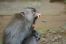 Grey Ape Yawning With Wide Open Mouth