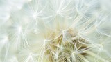 Fototapeta Dmuchawce - Close-up natural background of dandelion