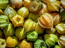 Cape Gooseberry Or Goldenberry Fruits (Physalis Peruviana)