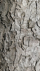 Canvas Print - bark of the trunk of a large chestnut, natural background