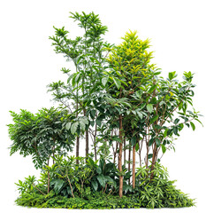 Wall Mural - plant and small tree group PNG transparent background