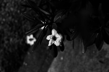 Wall Mural - black and white Brown moth pollinating purple mexican petunia or bluebell, ruellia simplex or britton's wild petunia,The Mexican Petunia (Ruellia simplex),