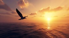 Bird Flying Sunset Flight Inspirational 