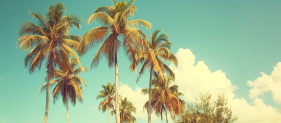 Tropical paradise with a group of lush green palm trees swaying in the breeze under clear blue sky