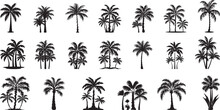 Set Tropical Palm Trees With Leaves, Mature And Young Plants, Black Silhouettes Isolated On White Background. Vector
