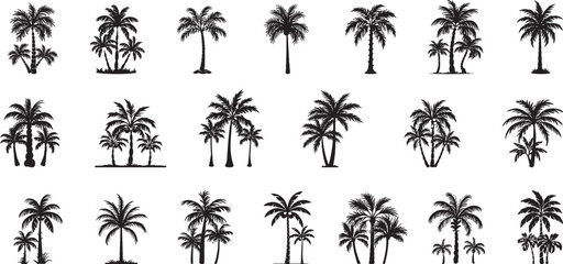 Wall Mural - Set tropical palm trees with leaves, mature and young plants, black silhouettes isolated on white background. Vector