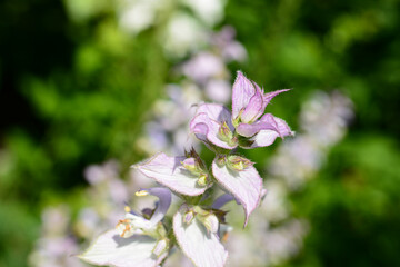 Wall Mural - clary sage plant in garden in summer