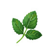 Lush Peppermint Leaf Illustration