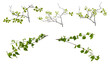 Few various spring tree branches with young green leaves on white background